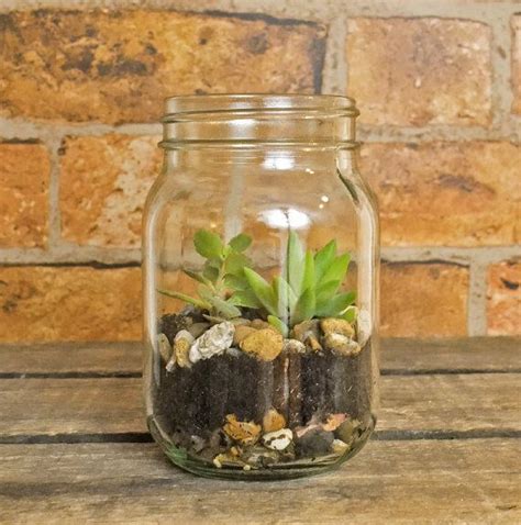 Mason Jar Succulent Plant Terrarium By Roamkix On Etsy £1200 Mason