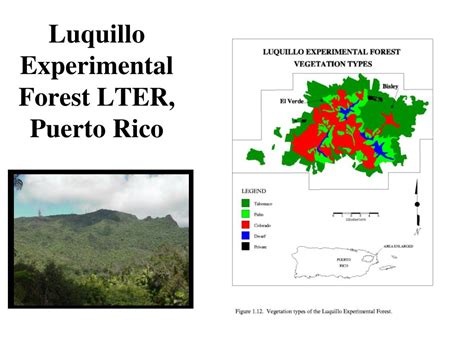 Ppt Luquillo Experimental Forest Lter Puerto Rico Powerpoint