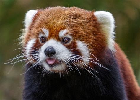 Cuter Than A Bugs Ear Meet Clark The Male Red Panda