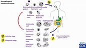 Entamoeba coli and other non-pathogenic life cycles - YouTube