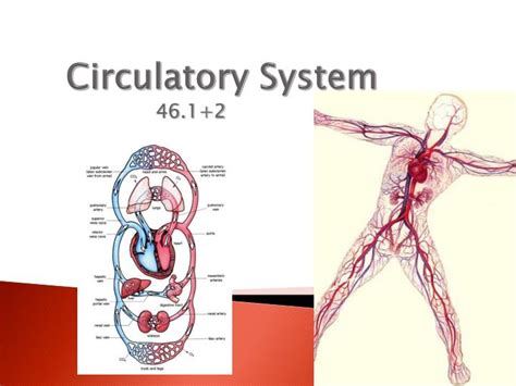Ppt Circulatory System Powerpoint Presentation Free Download Id