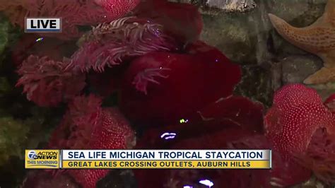 Sea Life Michigan Offering Tropical Staycations