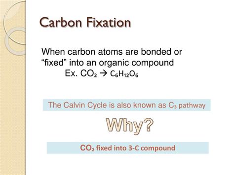 The most prominent example is photosynthesis, although chemosynthesis is another form of carbon fixation that can take place in the absence of. PPT - PHOTOSYNTHESIS and CELLULAR RESPIRATION PowerPoint ...