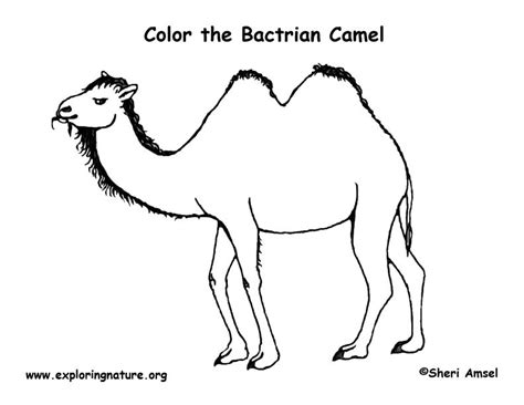 We did not find results for: Camel (Bactrian) Coloring Page