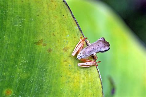 True Tree Frog Recorded In The Atlantic Rainforest Brazilian Bio Stock