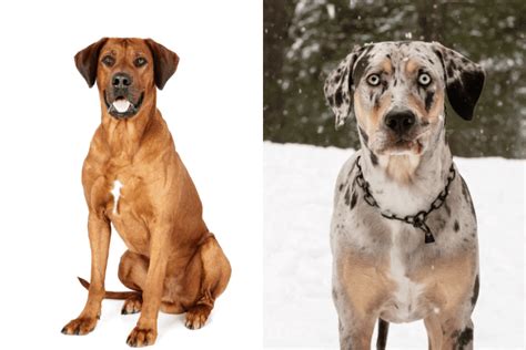 All You Need To Know About A Rhodesian Ridgeback Catahoula Mix