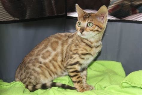 registered bengal breeders nz bengal kittens for sale in auckland nz — pride of eire bengals