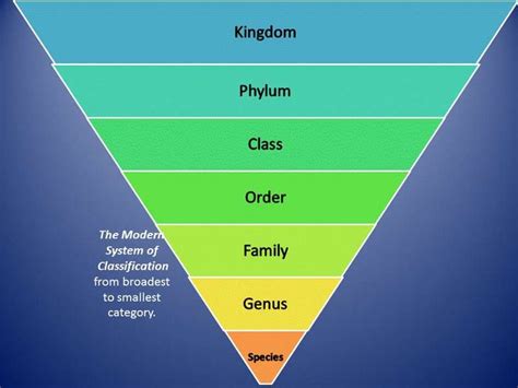 The hierarchy of biological classification's eight major taxonomic ranks. Kingdom Animalia | Kingdom animalia, Biology classroom ...