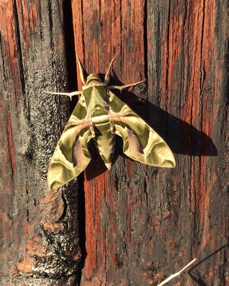 This Cool Moth Soaking Up Some Sun In Hawaii Rpics