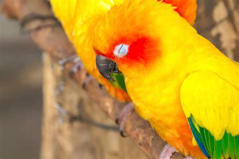 Macaw Sleeping Stock Photo Download Image Now Animal Animal