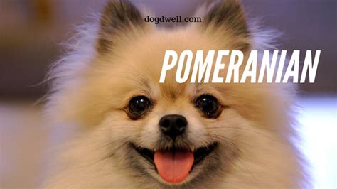 Pomeranian Dog Breed Pom Puppy Facts Dog Dwell