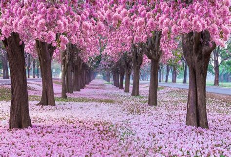 Photo Backgrounds Laeacco 10x7ft Beautiful Blooming Pink Flower Trees