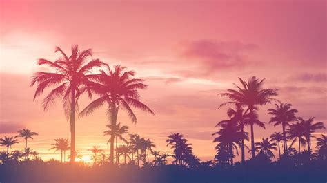 Tropical sunset with palm trees wallpaper - backiee