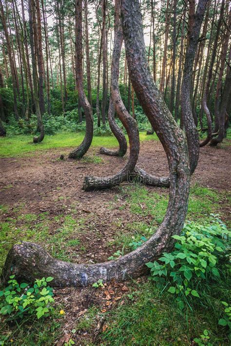 Famous Crooked Forest Stock Image Image Of Polish Forest 96892279