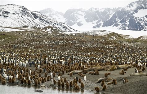 Antarctica South Georgia And Falklands Tour Viva Expeditions Viva