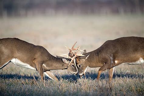 Fighting Whitetail Deer Bucks Pic Stock Photos Pictures And Royalty Free
