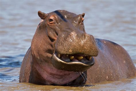 Calgary Zoo Hippos Return Following Flooding