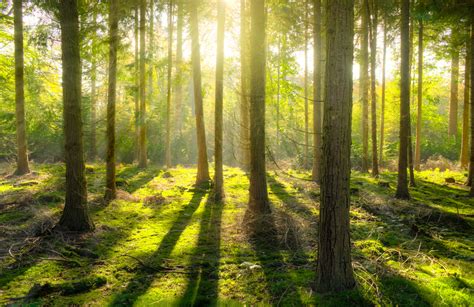 Light Shining Through The Trees In The Forest Image Free