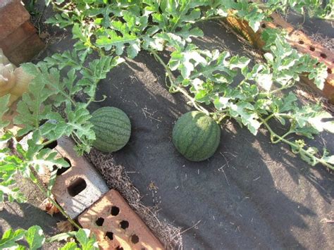 Watermelon Growing Stages