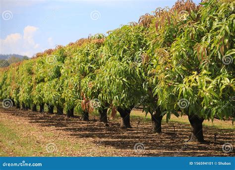 Mango Trees On Farm Orchard Fruit Trees Stock Image Image Of Beauty