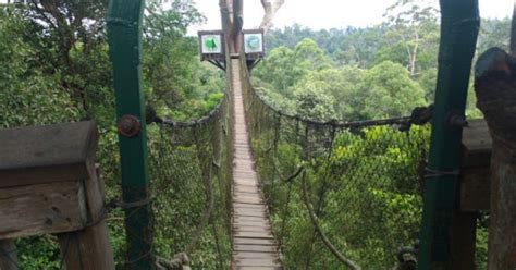 Canopy Bridge Jembatan Unik Di Bukit Bangkirai Samboja Borneo Id