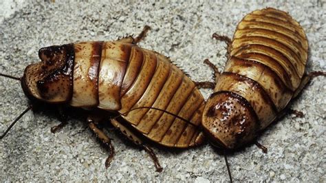How Cockroaches Could Save Lives Bbc News