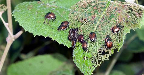 Bed bugs have resurged to quickly become a very important pest of the 21st century, as they invade numerous urban areas including hostels, hotels and residences. Plant Pest Detective: Identifying Common Plant Pests
