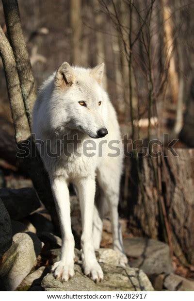 North American Gray Wolf Stock Photo 96282917 Shutterstock