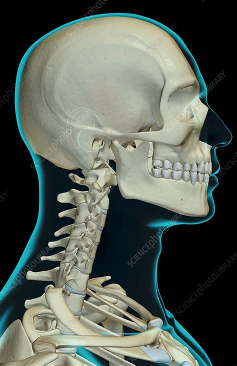 If you found bones on a recent adventure, you may be wandering if they're human or animal. 'The bones of the head, neck and face' - Stock Image ...