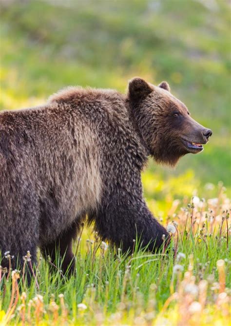 Bears In Banff National Park What You Need To Know Before You Visit