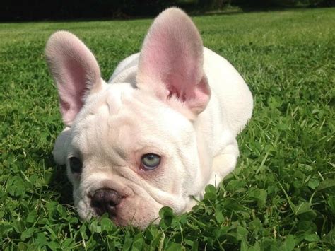 Find french bulldogs & puppies for sale across australia. 2 Male Cream French Bulldog Puppies | in Dursley ...