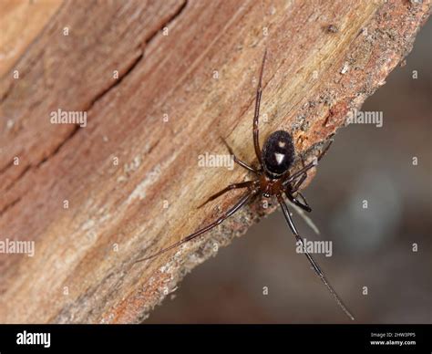 False Black Widow Or Cupboard Spider Steatoda Grossa Female Hanging