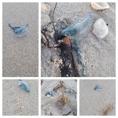 Over 100 Venomous Portuguese Man O War Wash Up On Florida Beach