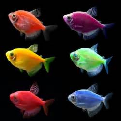 All 101 Images Glofish Tetra Male Or Female Pictures Superb 112023