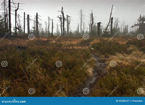 Footpath Leading To Dead Misty Forest Stock Image Image Of Wilderness