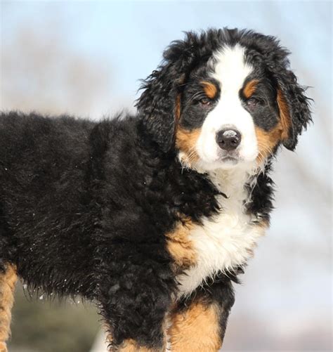 Welcome To Holiday Bernese Mountain Dogs