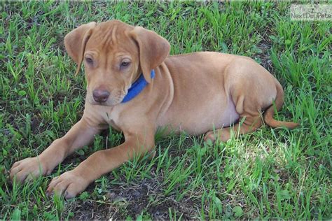 However, your pet will be aloof toward. Rhodesian Ridgeback puppy for sale near Tyler / East TX ...