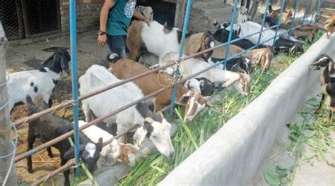 How To Become A Successful Goat Farmer Top Tips For Commercial Goat