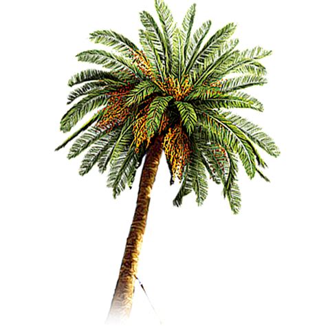Palm Tree Png Transparent Image Download Size 600x600px