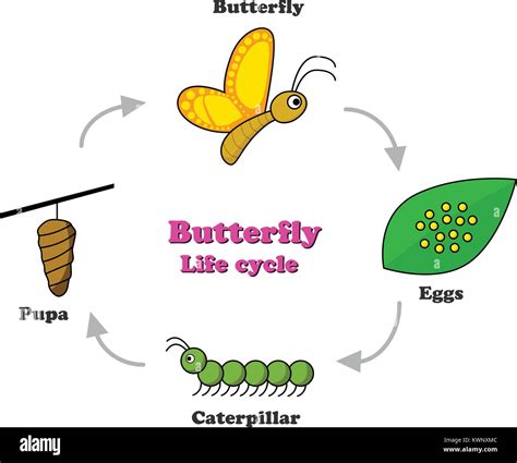 Vector Illustration Of Cartoon Life Cycle Of Butterfly Stock Vector Images