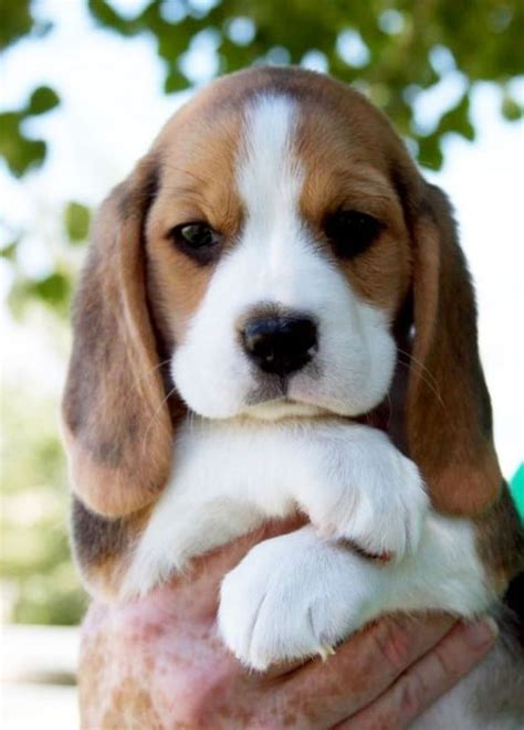 Top 10 Cutest Puppy Breeds 2020 Dog Supporters