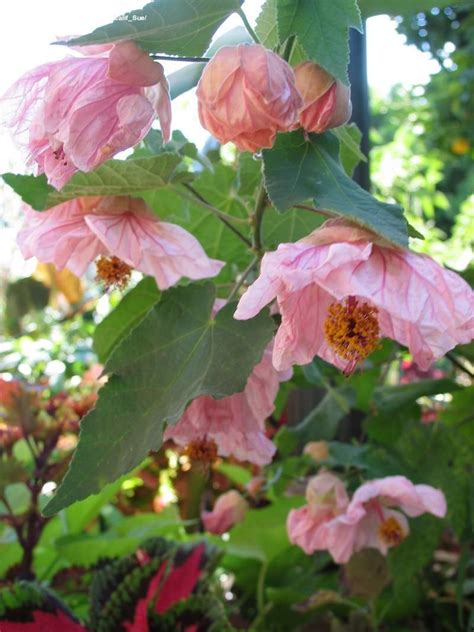 Photo Of The Bloom Of Flowering Maple Abutilon Mobile Pink Posted