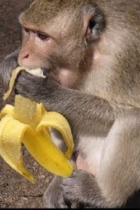 Capuchin Monkey And Mushy Banana Fish Hunt Buzz Animales Perros