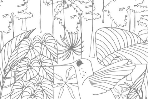 Free Rainforest Printable Colouring Sheets Craft With Cartwright