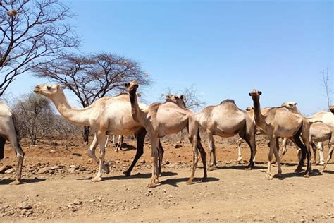 How Will Vaccinating Camels Boost Uptake Of Covid 19 Vaccines Gavi