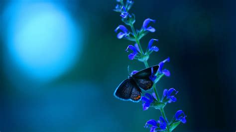 Black Butterfly On Flower Painting Macro Butterfly Hd