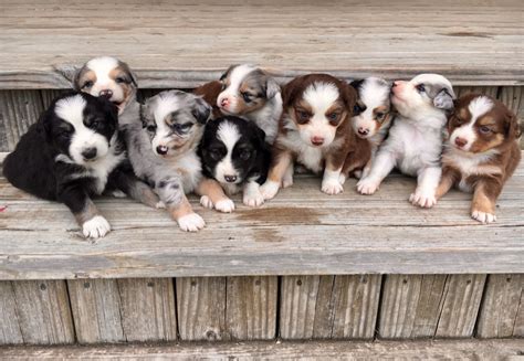 miniature australian shepherd puppies for sale stephenville tx 192355