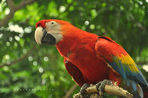 macau burung