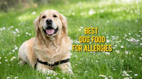 The Best Dog Food For Allergies Top Foods For Dog With Allergy Reviews