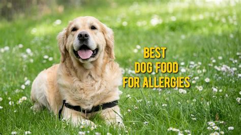 Natural ingredients like fresh fruits and vegetables including spinach, apples, broccoli, carrots, and blueberries, and high quality carbohydrates supply your goldendoodle with hours of energy and stamina. Best Dog food for Allergies - TOP-10 Foods for Dog with ...
